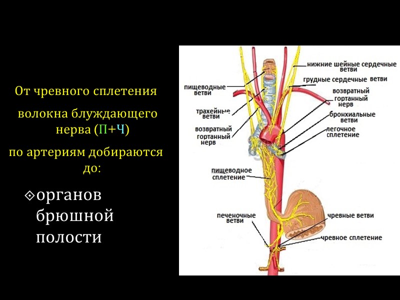 От чревного сплетения  волокна блуждающего нерва (П+Ч)  по артериям добираются до: 